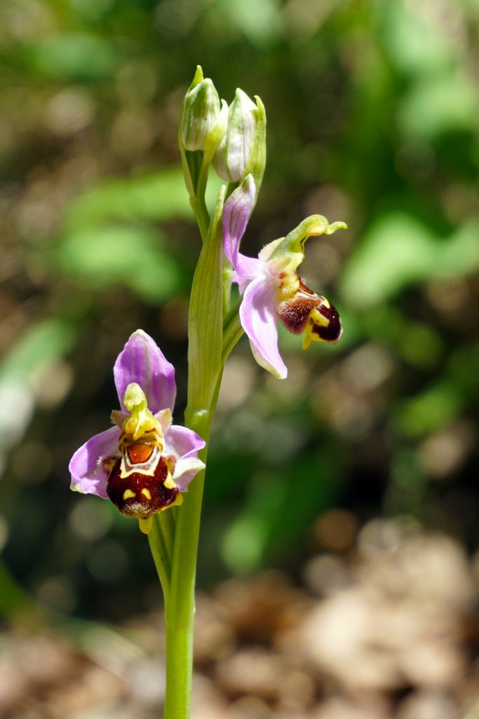 Orchidées abeille