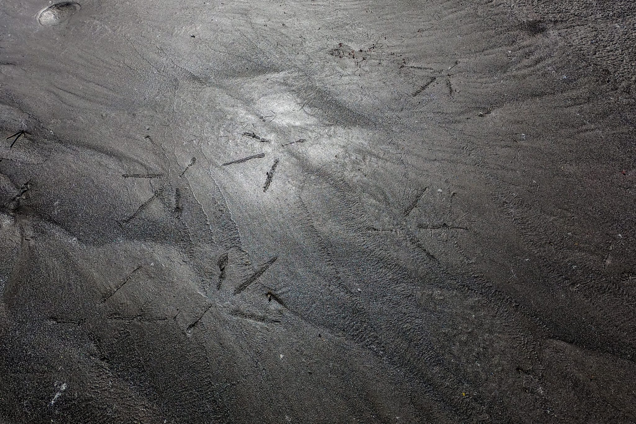 Traces de pattes d'oiseaux sur le bord de l'Isère