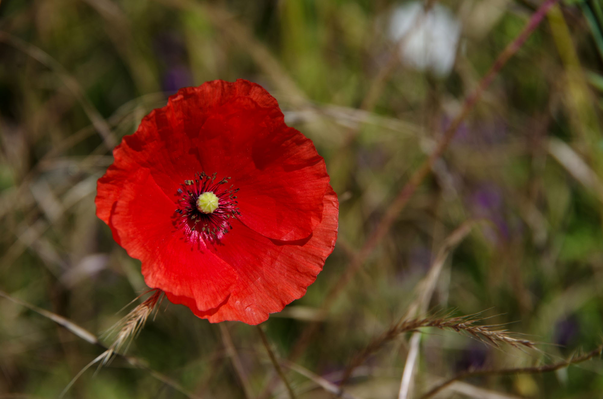 Coquelicot