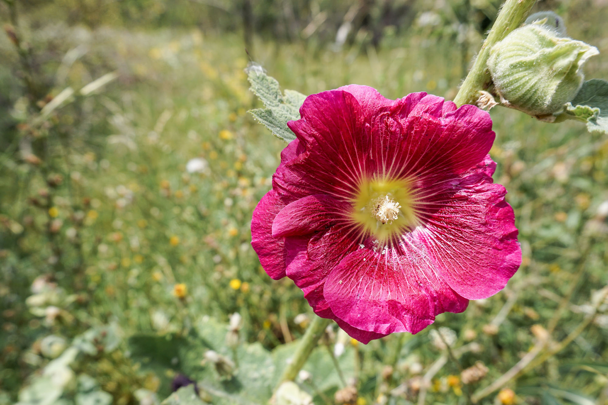 Une Fleure rose